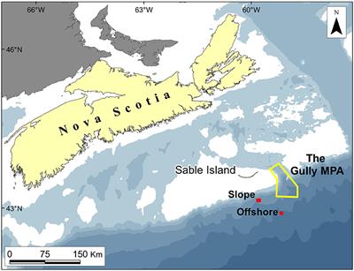 The Meso- and Bathypelagic Fishes in a Large Submarine Canyon: Assemblage Structure of the Principal Species in the Gully Marine Protected Area